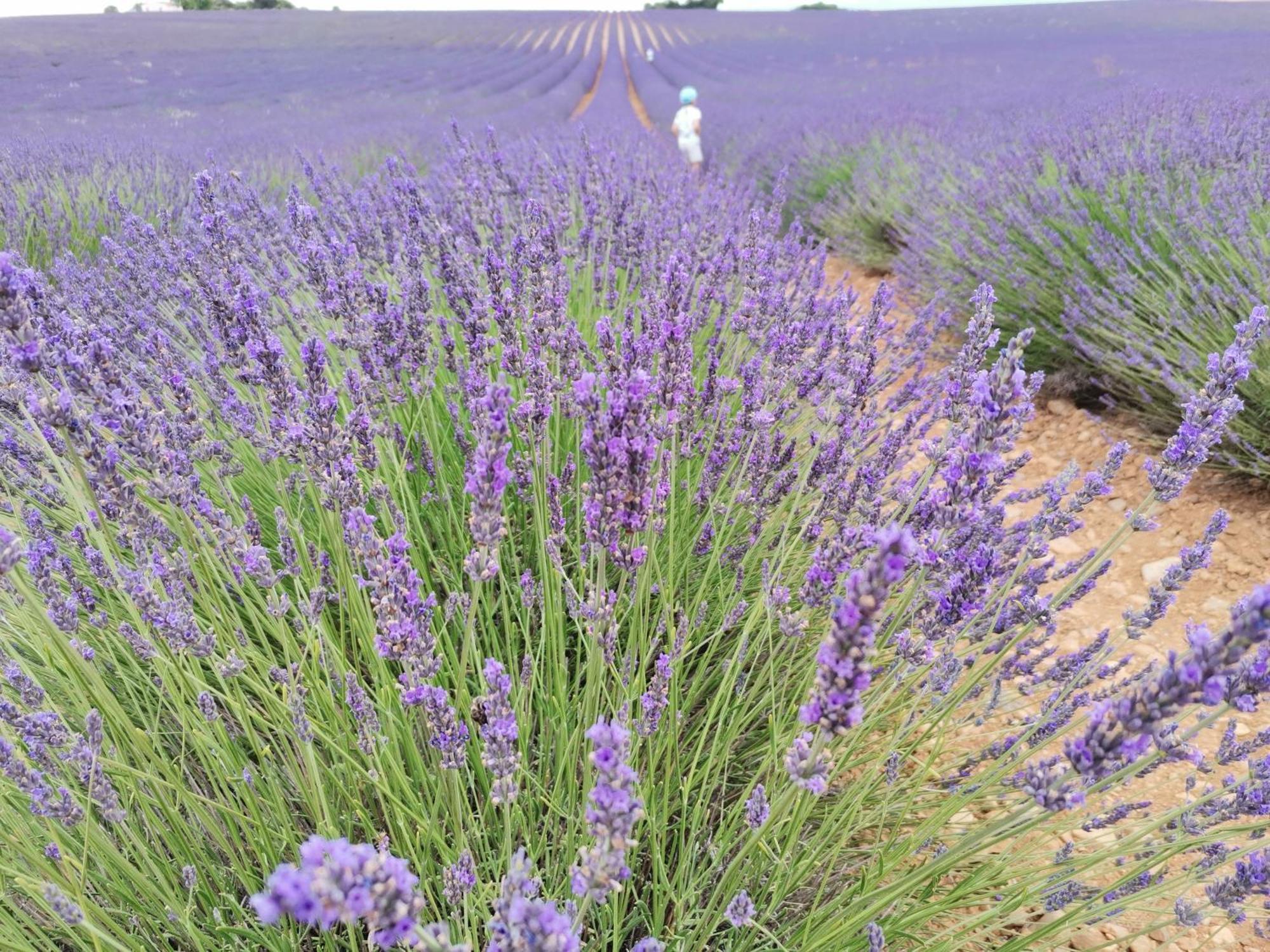 Modene Gite En Provence "Rose" מראה חיצוני תמונה